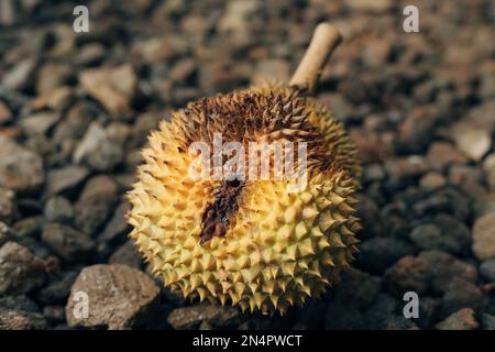 Rotten Durian fruit (Durio zibethinus) fall from the tree bad quality harvest Stock Photo