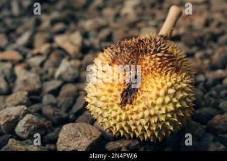 Rotten Durian fruit (Durio zibethinus) fall from the tree bad quality harvest Stock Photo