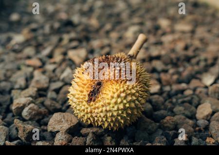 Rotten Durian fruit (Durio zibethinus) fall from the tree bad quality harvest Stock Photo