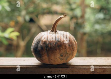 Labu Frute Labu waluh pumpkin (Cucurbita) put on a window bokeh background. This ...