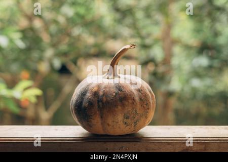 Labu Frute Labu waluh pumpkin (Cucurbita) put on a window bokeh background. This ...