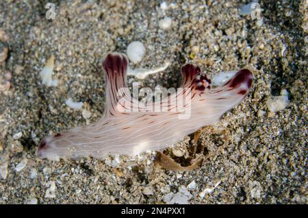 Red-lined Jorunna Nudibranch, Jorunna rubescens, Lipah Beach dive site, Amed, Karangasem Regency, Bali, Indonesia, Indian Ocean Stock Photo