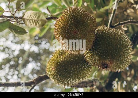 Durian fruit (Durio zibethinus) hanging on the tree waiting to be harvested Stock Photo