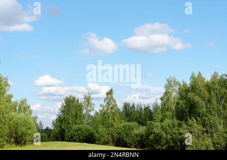 Panorama of a green meadow with grass on the hill among the birch trees in white clouds, surrounded by the Yakut of the Northern forest. Stock Photo