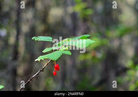 Bright berries of wild red currants on a branch of a Bush with a small spider web bloom in the sunlight in the autumn against the trees of the Norther Stock Photo