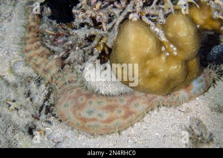 Tigertail Sea Cucumber, Holothuria hilla, inflating section as it moves, night dive, NusaBay Menjangan Hotel house reef, West Bali National Park, near Stock Photo