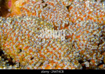 Eyes in eggs of Clark's Anemonefish, Amphiprion clarkii, Gili Tepekong dive site, Candidasa, Bali, Indonesia Stock Photo
