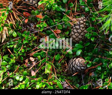 Fir cones lie in green leaves next to a spruce branch on the floor of the forest. Stock Photo