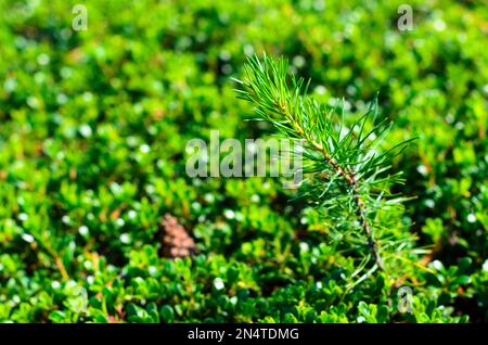 Young green spruce escape in the forest on the background of grass and fir cones. Stock Photo