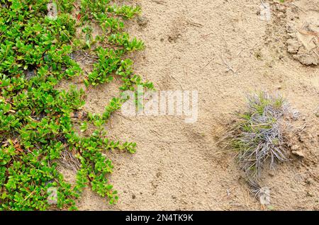 Photograph of the North of the soil in the taiga of Yakutia Sch green grass and bushes of berries in front of the sandy land and the dry Bush. Stock Photo