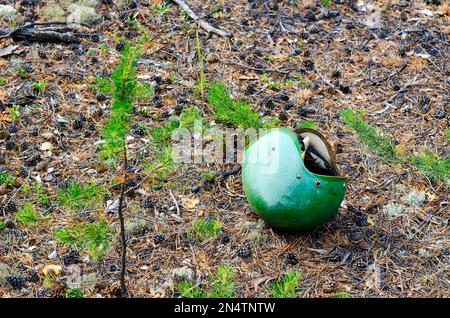Abandoned green protective helmet of a motorcyclist lying on the spruce needles and cones in the forest. Stock Photo