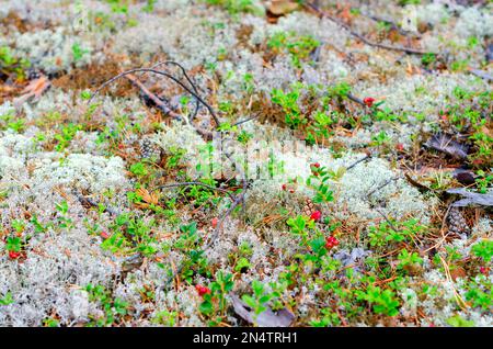 Natural background. Bright red berries cranberries on bushes with green leaves grow on white moss, moss in dry fir cones and branches on the ground in Stock Photo