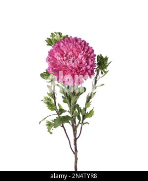 Beautiful pink aster flower isolated on white Stock Photo
