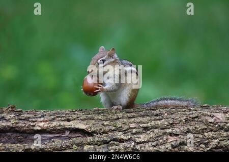 Eastern chipmunk Tamias striatus finding an acorn to store away for winter Stock Photo
