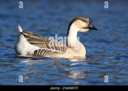 Chinese Geese Swimming In The Water. Anser Cygnoides Stock Photo - Alamy