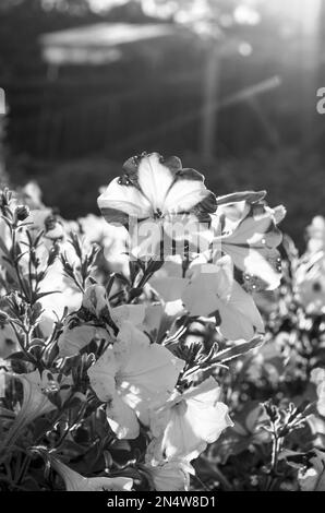 Black and white photo of the sun's Rays at sunset from behind the fence and the house falling into a flower bed with blooming buds, white flowers petu Stock Photo