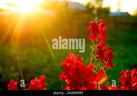 Bright red flower buds of snapdragons bloom at ilocate against an orange sunset rays. Stock Photo