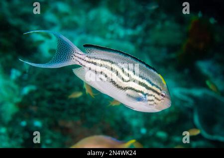 blackstriped angelfish, Genicanthus lamarck, aka Lamarck's angelfish, adult male, Batu Rufos dive site, Penemu Island, Dampier Strait, Raja Ampat, Ind Stock Photo