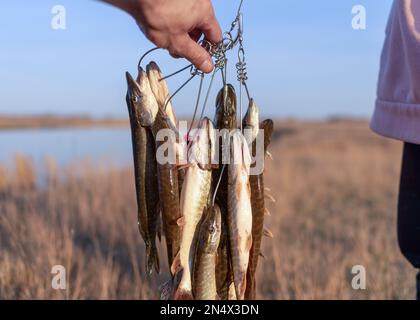 Holding stringer of fish hi-res stock photography and images - Alamy