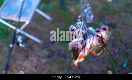 Caught perch anglers on Fish Stringer face down on the background of grass in the field of fishing rods spinning on a chair. Stock Photo