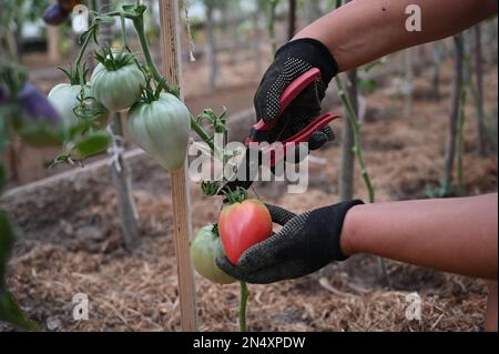 Pruning tomato in a greenhouse, harvesting Stock Photo