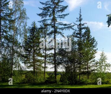 Young and old spruce trees grow on a cliff in the forest against the horizon in the Northern tundra of Yakutia. Stock Photo