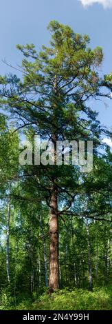 Panorama of a large pine in the Yakut wild Northern forest in the afternoon. Stock Photo