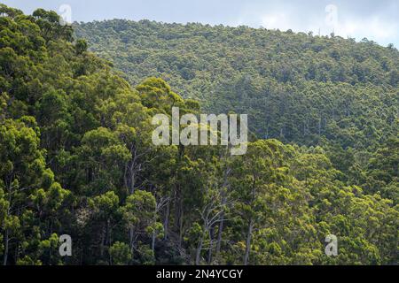 gumtree forest growing in the australian bush in tasmania Stock Photo