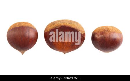 Line of Raw and Whole Chestnuts Isolated on a White Background Stock Photo