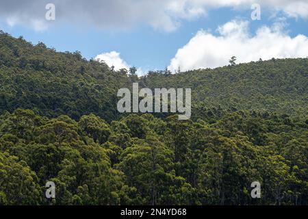 gumtree forest growing in the australian bush in tasmania Stock Photo