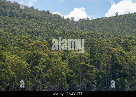 gumtree forest growing in the australian bush in tasmania Stock Photo