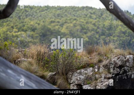 gumtree forest growing in the australian bush in tasmania Stock Photo