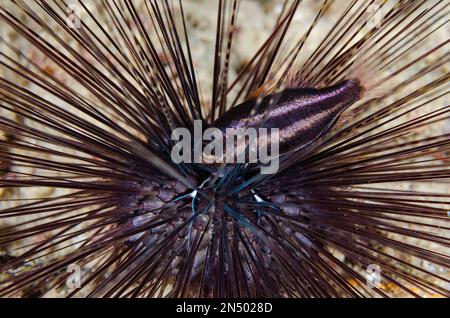 Urchin Siphonfish, Siphamia tubifer, in Black Longspine Sea Urchin, Diadema setosum, night dive, Murex House Reef dive site, Bangka Island, north Sula Stock Photo