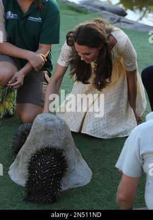 Kate, Duchess of Cambridge is introduced to an echidna during a visit to Taronga Zoo in Sydney, Australia, Sunday, April 20, 2014. The Duke and Duchess of Cambridge are on a three-week tour of Australia and New Zealand, the first official trip overseas with their son, Prince George.(AP Photo/Rob Griffith)