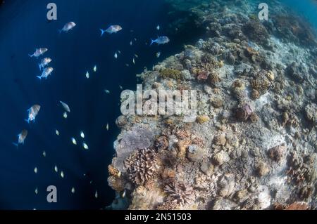 Bluefin Trevally, Caranx melampygus, with hard corals on reef edge with dropoff, Sipadan island, Sabah, Malaysia, Celebes Sea Stock Photo