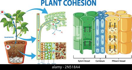 Plant Cohesion Vascular Tissue (Xylem and Phloem) illustration Stock Vector