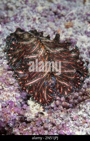 Bedford's Flatworm, Pseudobiceros bedfordi, night dive, Paradise II dive site, Sipadan Water Village House Reef, Mabul Island, near Sipadan Island, Sa Stock Photo