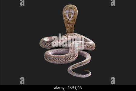 3d Illustration of Albino king cobra snake isolated on black background, White cobra snake with clipping path Stock Photo