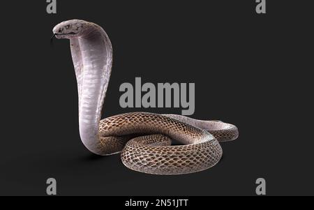 3d Illustration of Albino king cobra snake isolated on black background, White cobra snake with clipping path Stock Photo