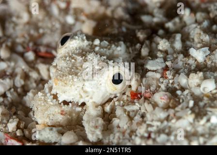 Crocodile Snake eel Brachysomophis crocodilinus Stock Photo - Alamy