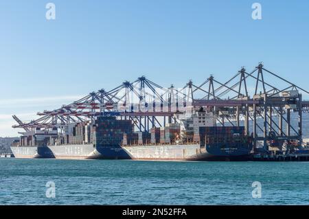 Container ships shown docked at Fenix Marine Services at the Port of Los Angeles in California. Stock Photo