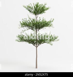 3d illustration of terminalia mantaly tree isolated on white background Stock Photo