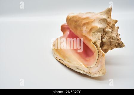 tropical sea shell conch snail bright pink interior on white background detailed shell caribbean Stock Photo