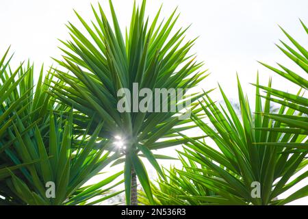 Spineless Yucca (Yucca Elephantipes) is the tallest of the Yuccas. Beautiful leaves of tropical trees close-up against clear sky Stock Photo