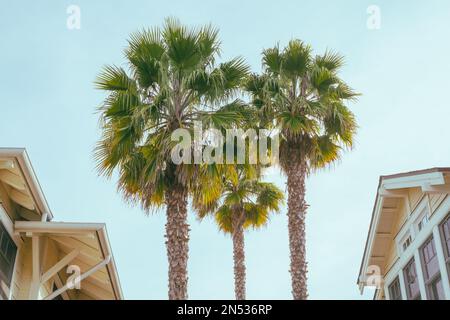 Palm trees and rooftops with clear blue sky in the background, and copy space Stock Photo