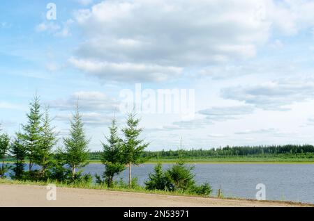 Small young or artificially planted along the road at the cliff near the vilyu river in the tundra of Northern Yakutia in the village of ulus Suntar. Stock Photo