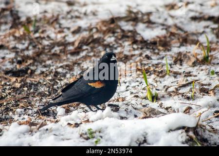 Red-winged blackbird standing on the ground in the snow on a spring day in Taylors Falls, Minnesota USA. Stock Photo