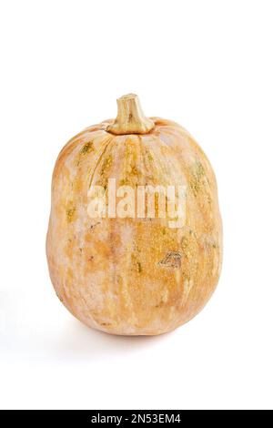 Fresh butternut squash on white background about squash, pumpkin, butternut squash, butternut, and autumn pumpkin. Stock Photo