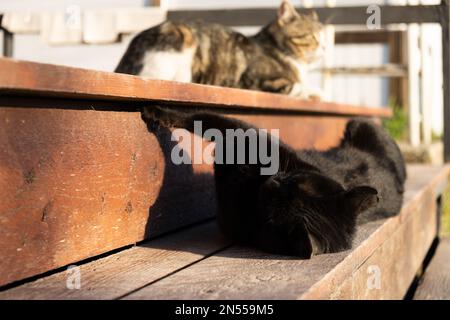 The black cat is lying on the steps. Blurred background of the second cat. Sleeping in the sun is sweet. The concept of rest, relaxation animal life. Stock Photo