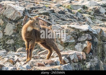 A baby red goral (Naemorhedus baileyi) on a cliff before jumping down Stock Photo